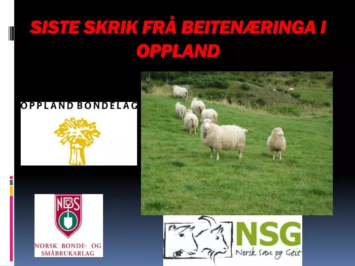 siste skrik fr beiten ringa i oppland