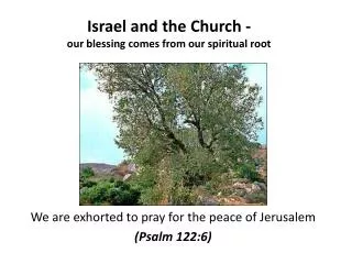 Israel and the Church - our blessing comes from our spiritual root