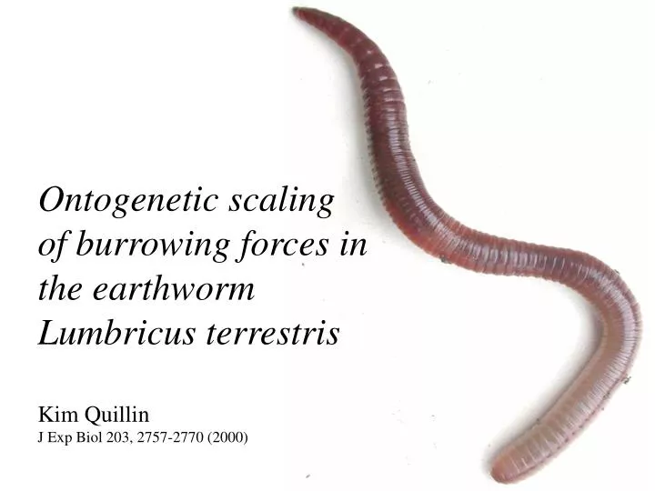 ontogenetic scaling of burrowing forces in the earthworm lumbricus terrestris