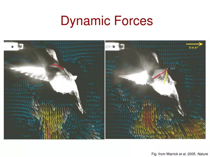 dynamic forces