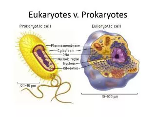 Eukaryotes v. Prokaryotes