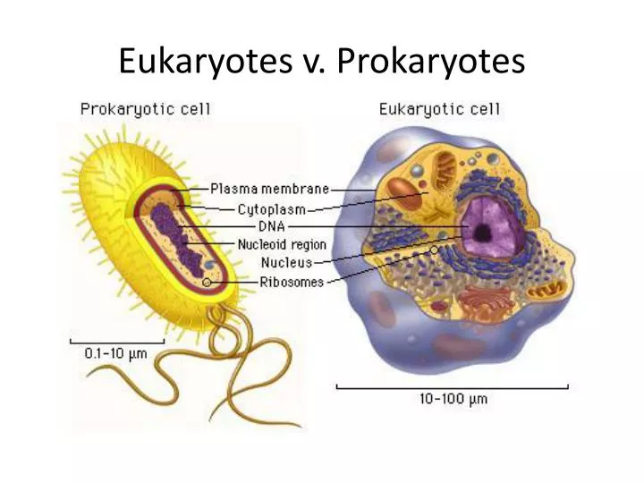 eukaryotes v prokaryotes