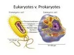 Eukaryotes v. Prokaryotes - slide 1