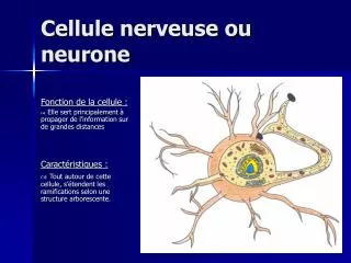 cellule nerveuse ou neurone