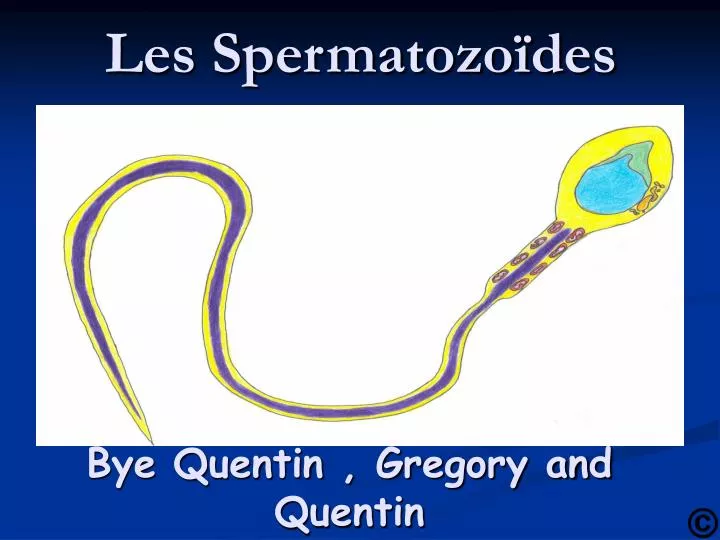 les spermatozo des