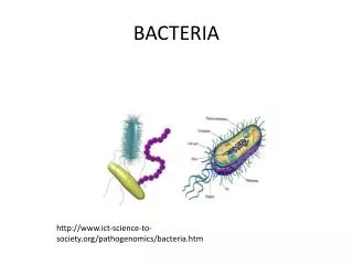 BACTERIA