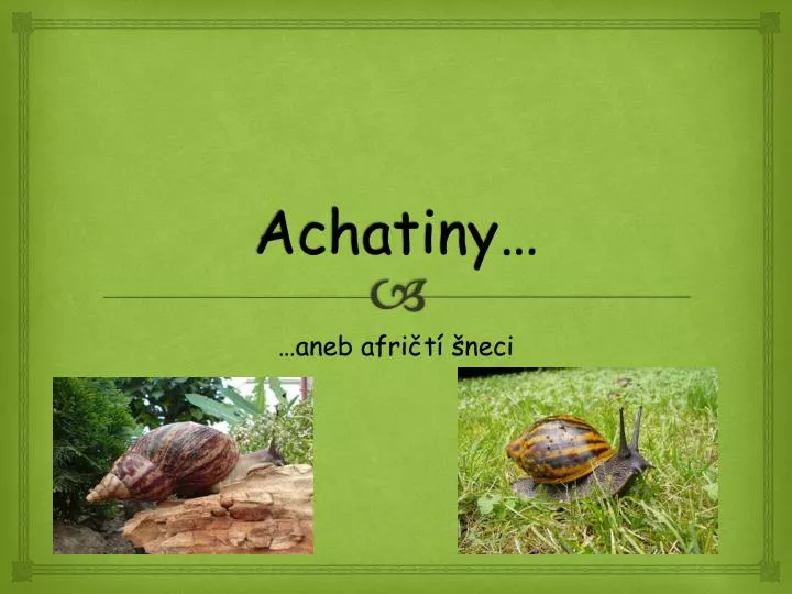 achatiny