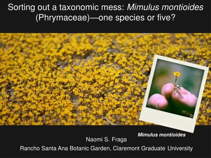 sorting out a taxonomic mess mimulus montioides phrymaceae one species or five