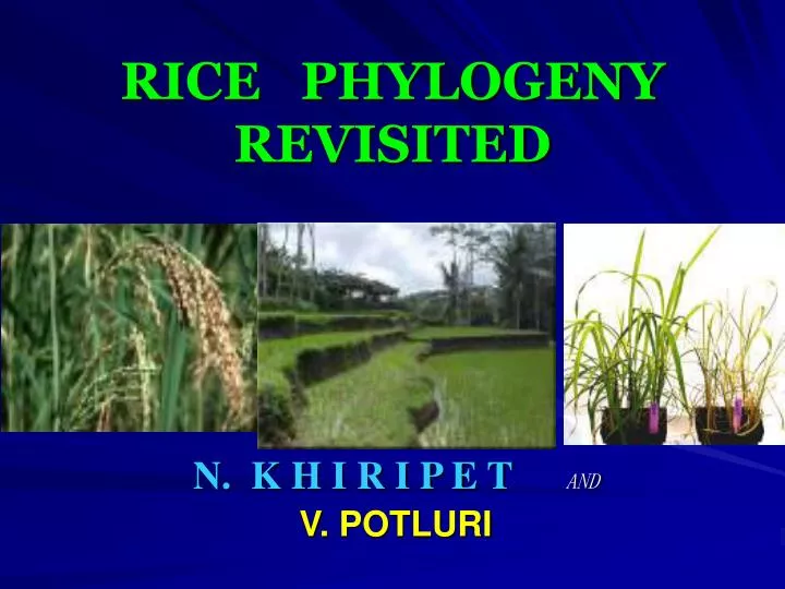 rice phylogeny revisited