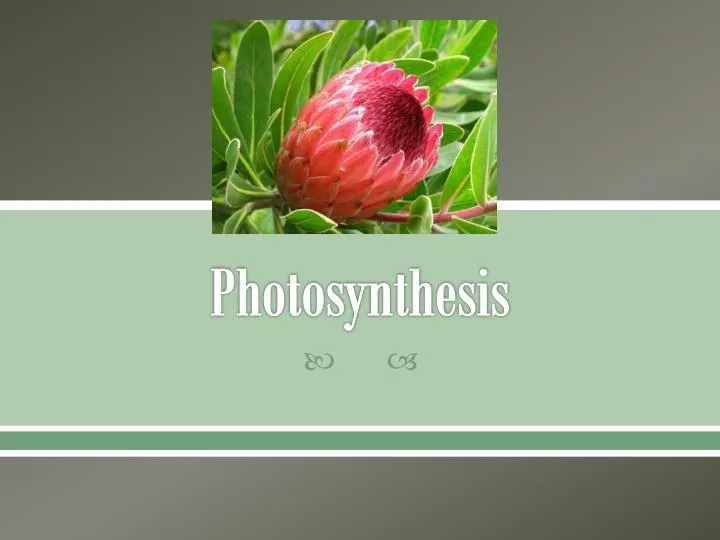 photosynthesis