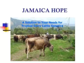 JAMAICA HOPE