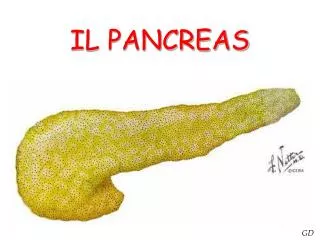 il pancreas
