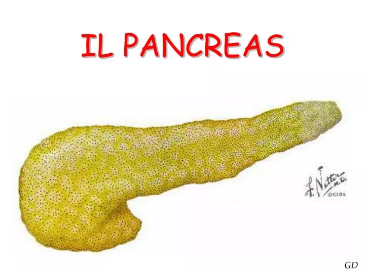 il pancreas