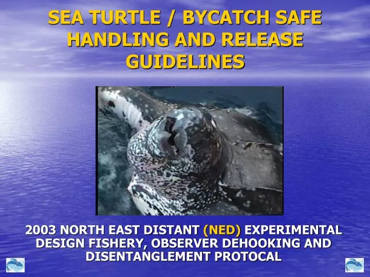 sea turtle bycatch safe handling and release guidelines