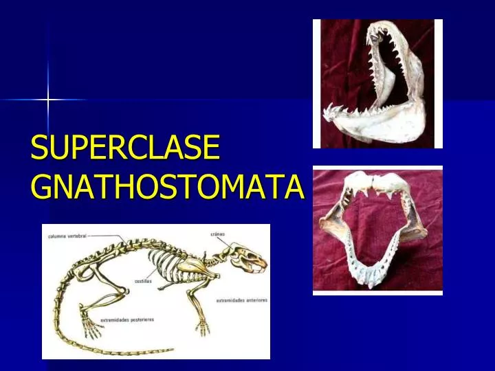 superclase gnathostomata