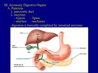 III. Accessory Digestive Organs
