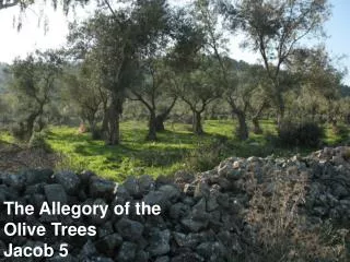 The Allegory of the Olive Trees Jacob 5