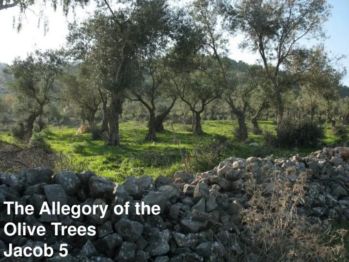 the allegory of the olive trees jacob 5