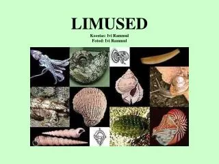 limused koostas ivi rammul fotod ivi rammul