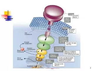 cellular signal transduction pathway