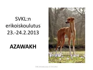 svkl n erikoiskoulutus 23 24 2 2013 azawakh