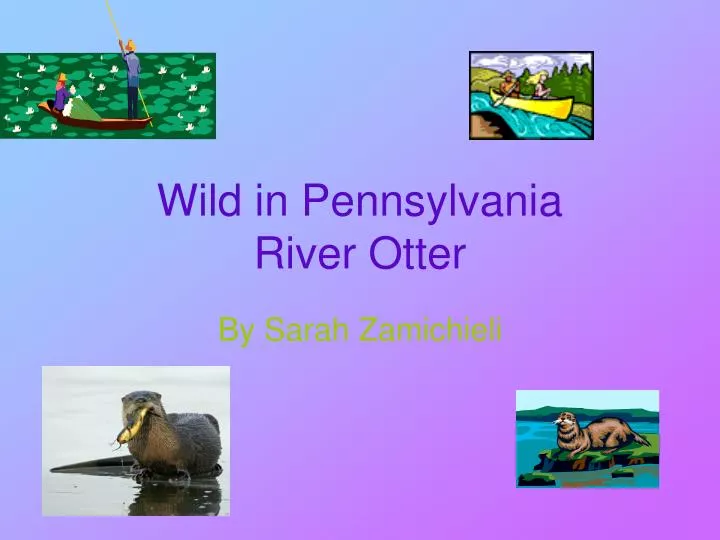 wild in pennsylvania river otter