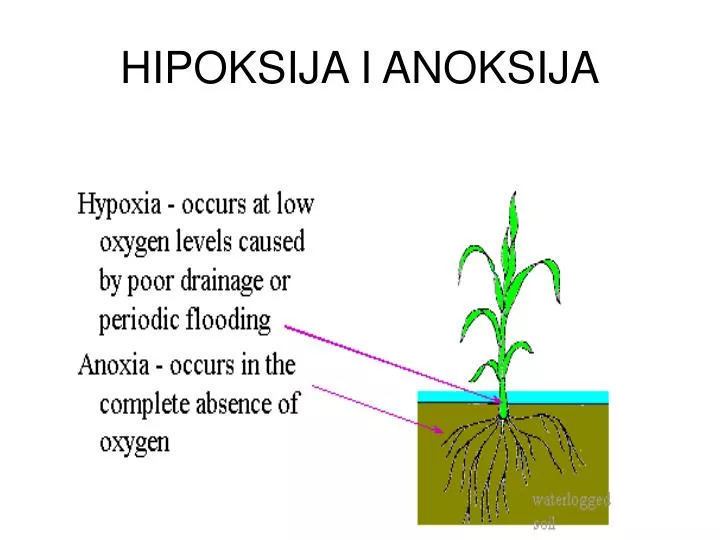 hipoksija i anoksija