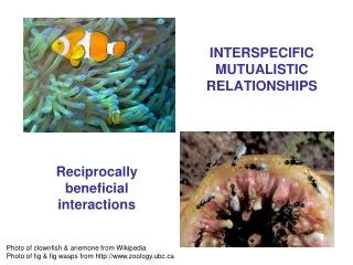 INTERSPECIFIC MUTUALISTIC RELATIONSHIPS