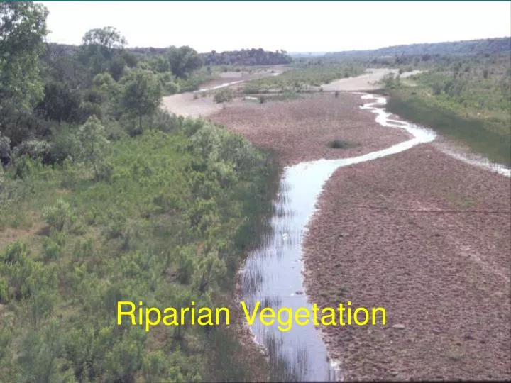 riparian vegetation