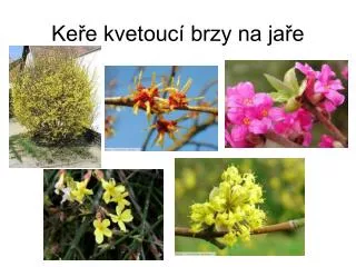 ke e kvetouc brzy na ja e