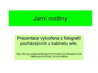 jarn rostliny