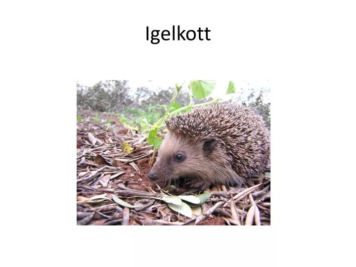 igelkott