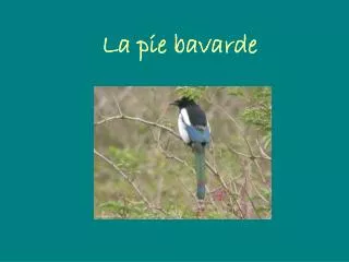 la pie bavarde