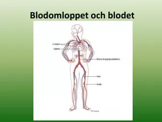 blodomloppet och blodet