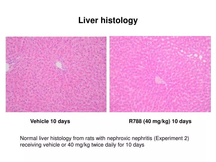 liver histology