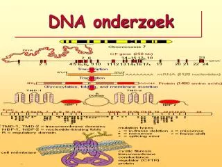 dna onderzoek
