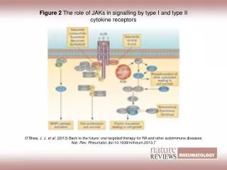 Figure 2 The role of JAKs in signalling by type I and type II cytokine receptors