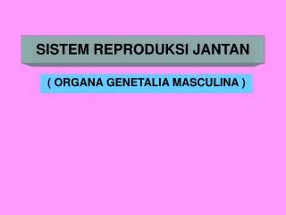 sistem reproduksi jantan