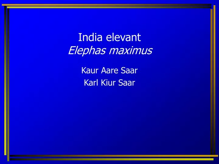 india elevant elephas maximus