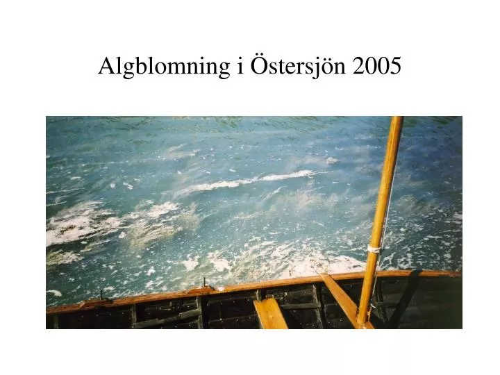 algblomning i stersj n 2005