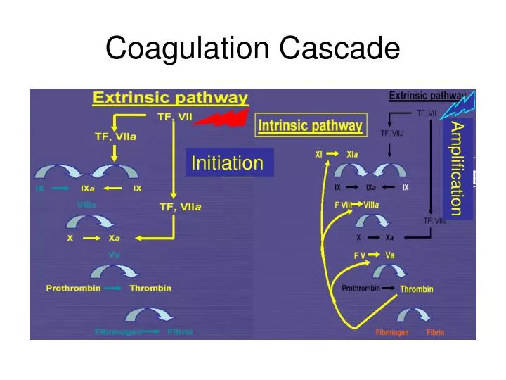 coagulation cascade