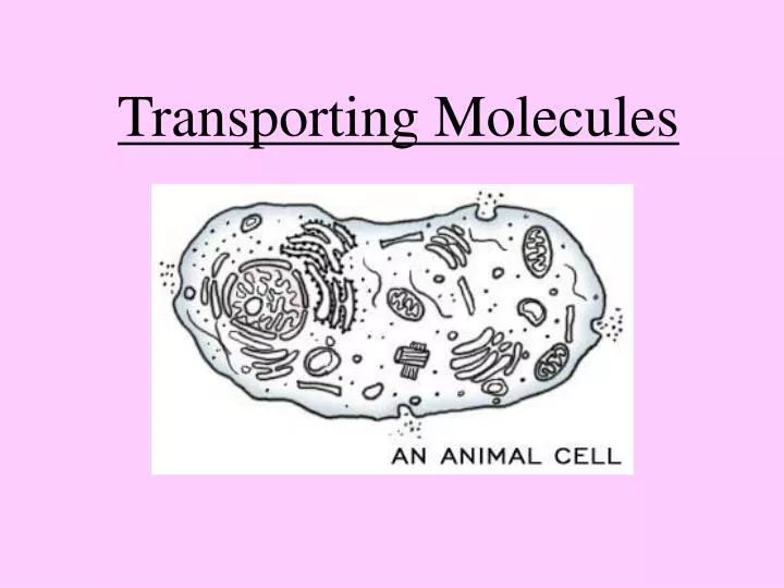 transporting molecules