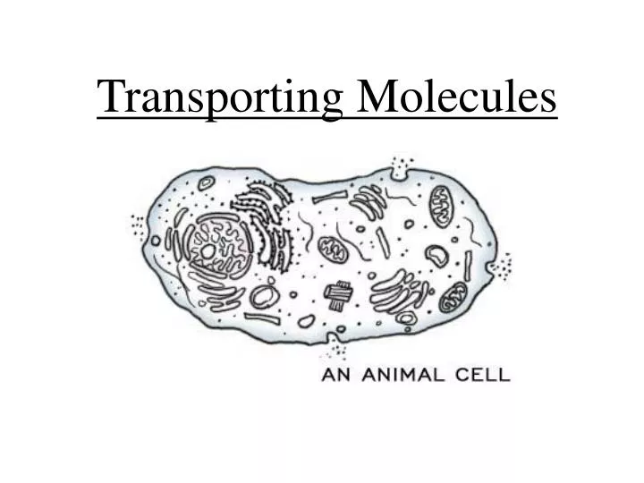 transporting molecules