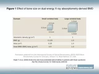 Figure 1 Effect of bone size on dual-energy X-ray absorptiometry-derived BMD