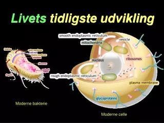 livets tidligste udvikling