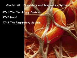 Chapter 47: Circulatory and Respiratory Systems