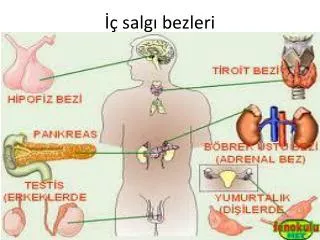 salg bezleri