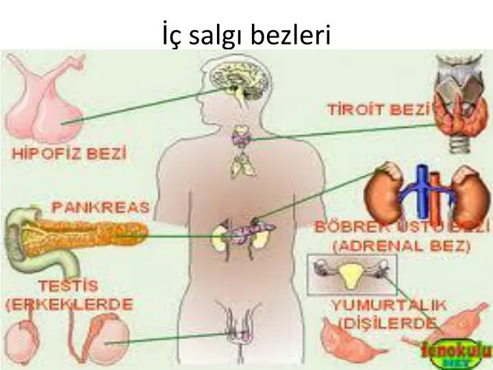 salg bezleri