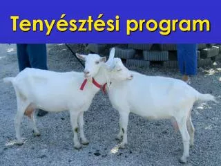 teny szt si program