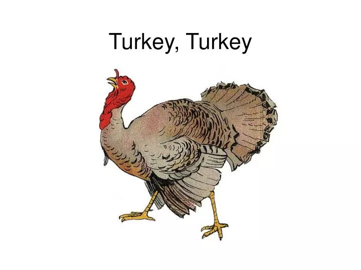 turkey turkey